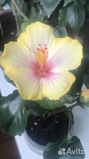 Гибискус сортовой, фикус, традесканция