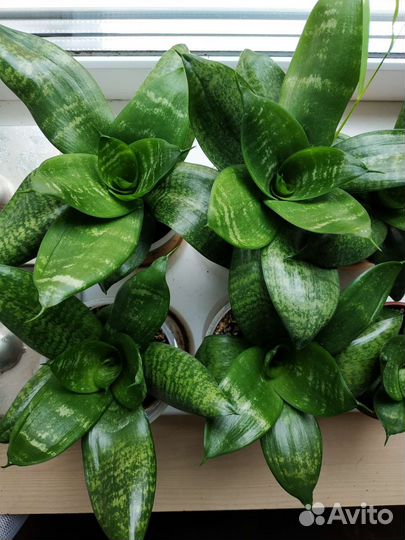 Сансевиерия ханни (щучий хвост) в декор.горшке