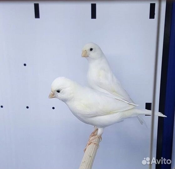 Поющие кенары,готовые самки