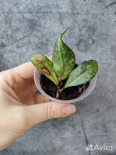 Хойи полинейра броджест и другие