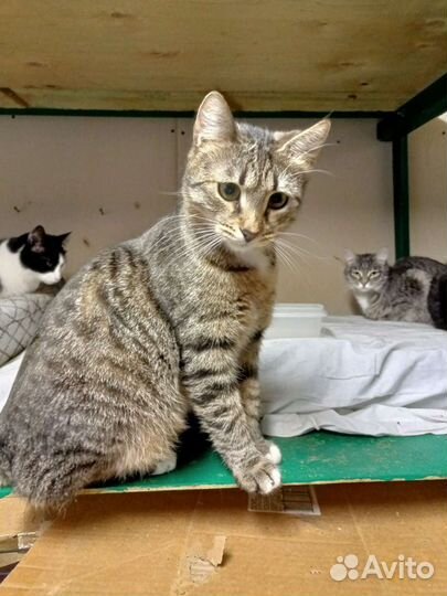 Русская голубая и другие от года