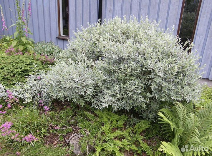 Лох серебристый