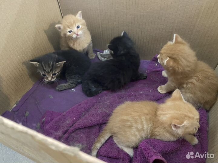 Котята в добрые руки