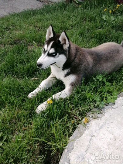 Вязка хаски