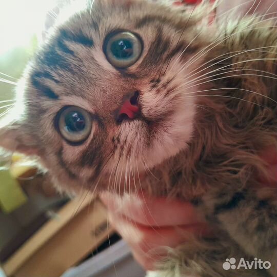Котёнок сибирский лесной