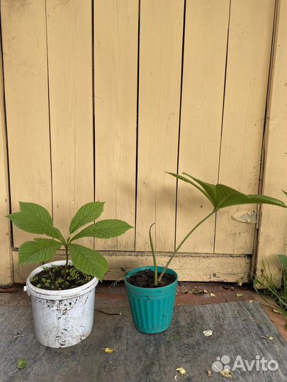 Роджерсия каштанолистная