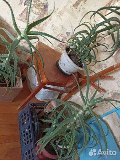 Алое от 6лет