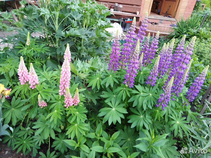 Люпин,вербенник,турец гвоздика,хризантемма,жемчужн