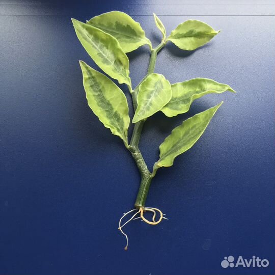 Педилантус