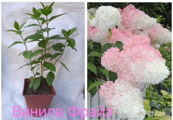 Гортензия метельчатая в ассортименте