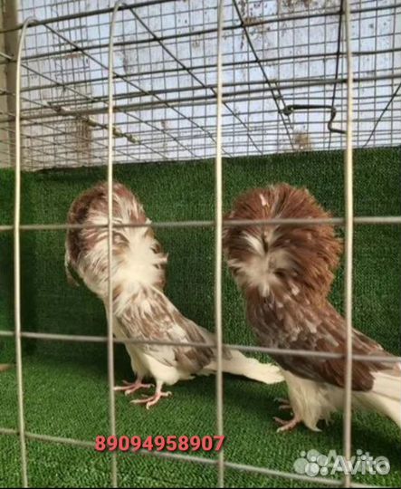 Продажа голубей