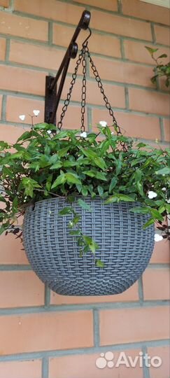 Абелия Гибискус Гибазис