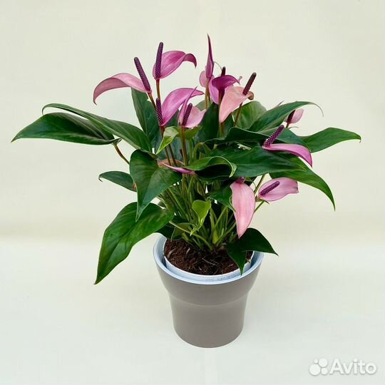 Комнатные цветы