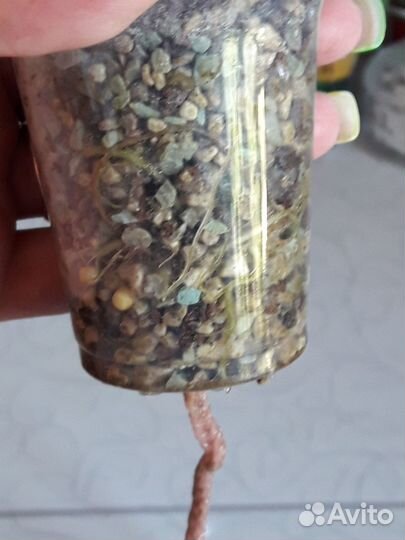 Алоказия Сильвер Небула