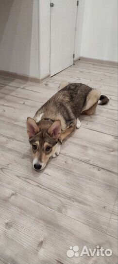 Замечательная собака в добрые руки