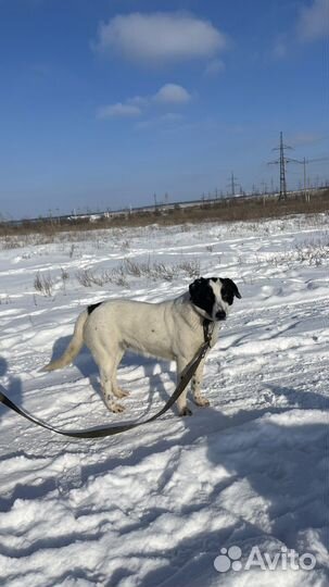 Собака в добрые руки отдам бесплатно