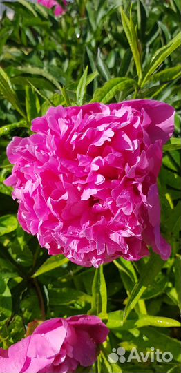 Пионы нежно-розового и ярко-розового цвета