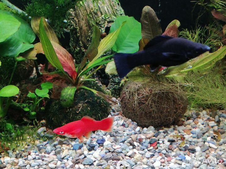 Растения для аквариума