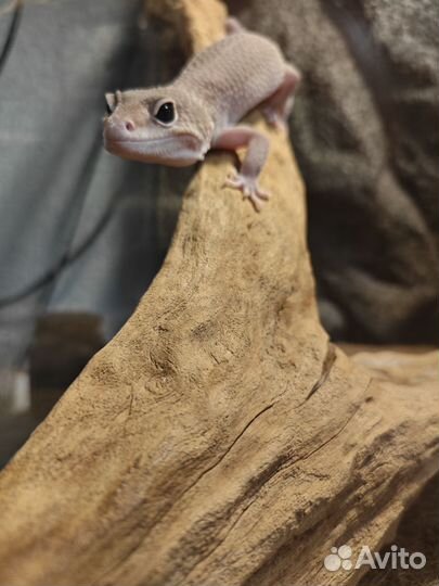 Эублефар самка