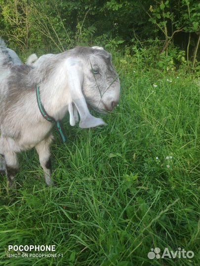 Козлята шами