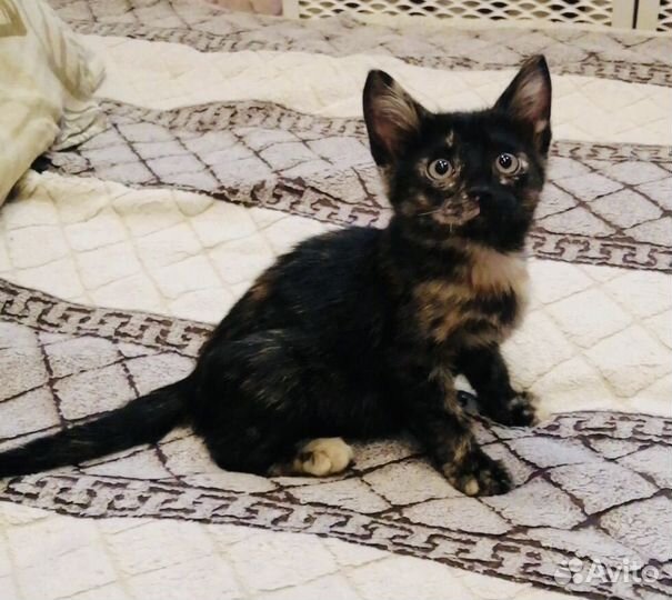 Котенок девочка черепашка