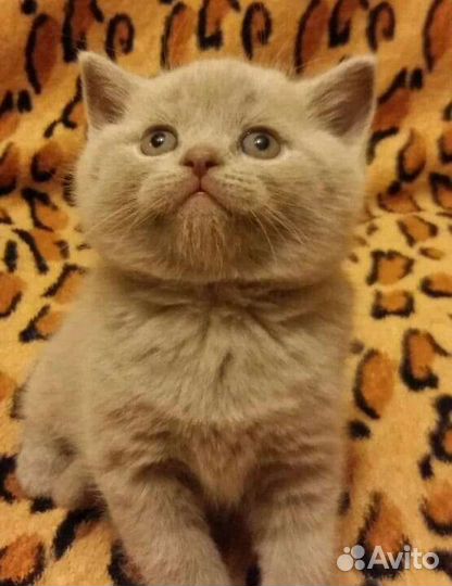 Игривые шотландские мальчики и девочки