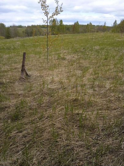 Участок 15 сот. (ИЖС)