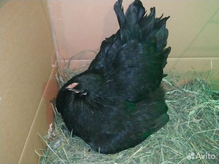 Инкубационное яйцо кур брама