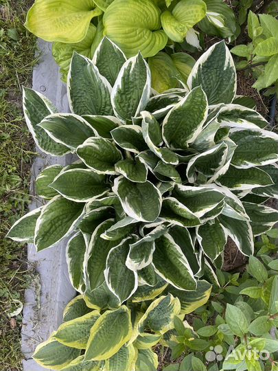 Хосты сортовые