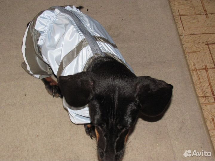 Комбинезон-дождевик для таксы/без доставки