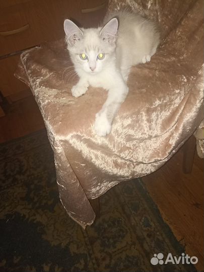 Отдам бесплатно в хорошие руки