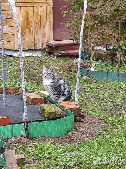 Кошка мраморная без хвоста 1 год