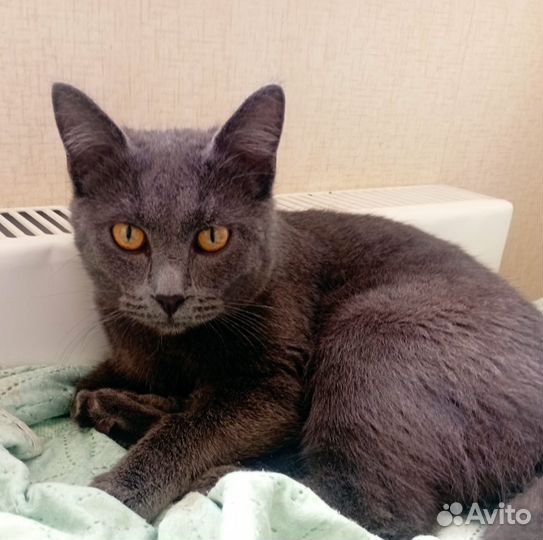 Игривый котик ищет семью