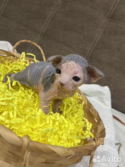 Канадский Сфинкс котенок