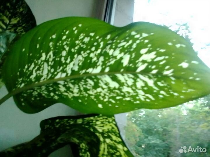 Диффенбахия крупная(лист 30 см)