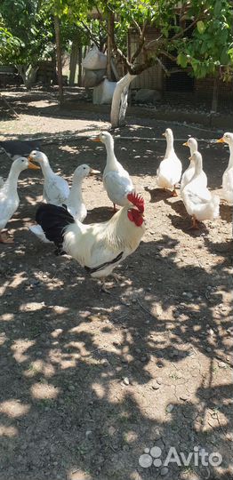 Молодые петухи