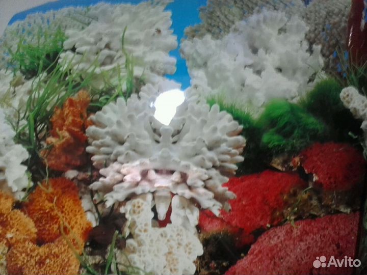 Задний фон для аквариума.двусторн.Аквариумы. Рыба