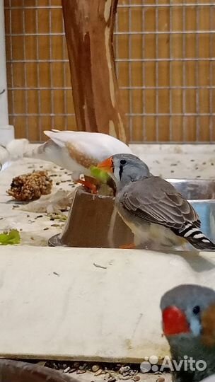 Зебровые амадины