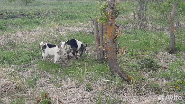 Козы дойные, козлята