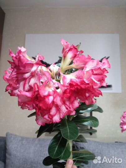 Укоренённые черенки Адениум 