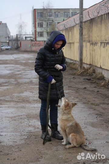 Дрессировка собак, услуги кинолога