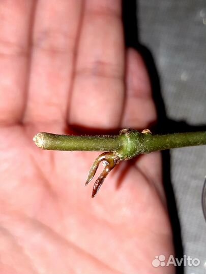 Лучше чем сциндапсус