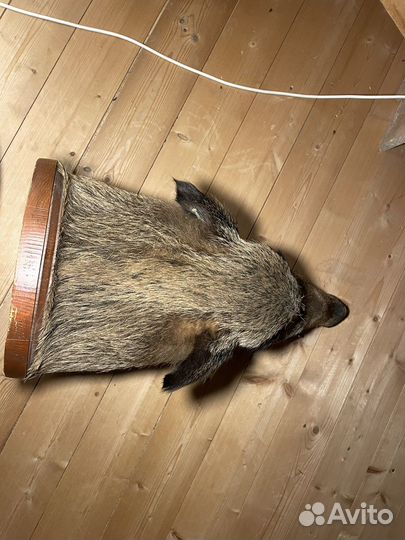 Чучело головы кабана