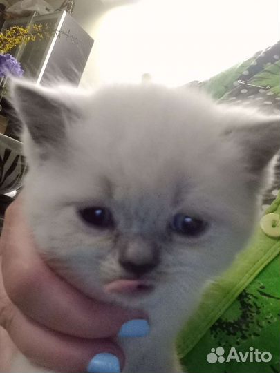 Малыши 1,5 мес самые ласковые котятки