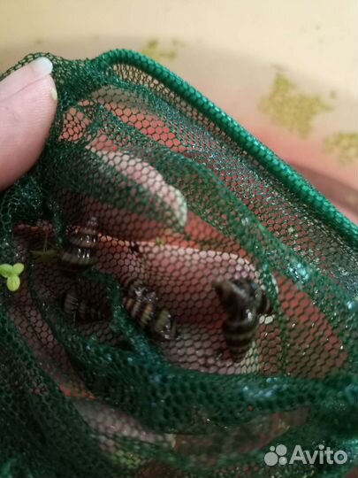 Улитка хелена