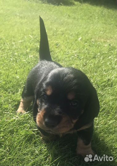 Щенок таксы