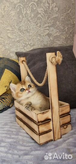 Золотого окраса котик