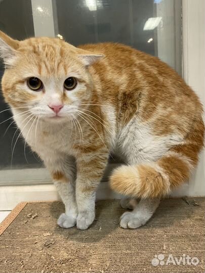 Коты в добрые руки