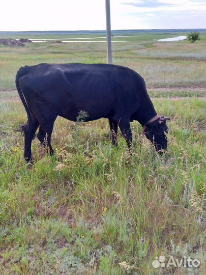 Корова нетель 3 года
