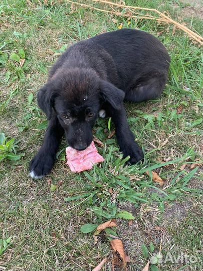 Помогите малышам